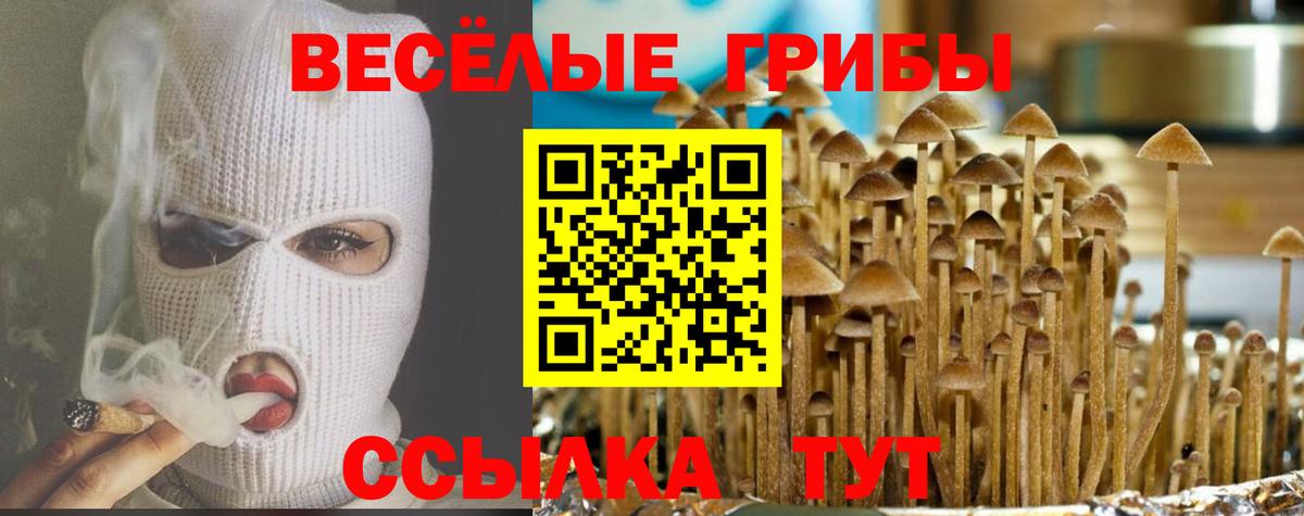 Псилоцибиновые грибы Psilocybine cubensis Старая Русса